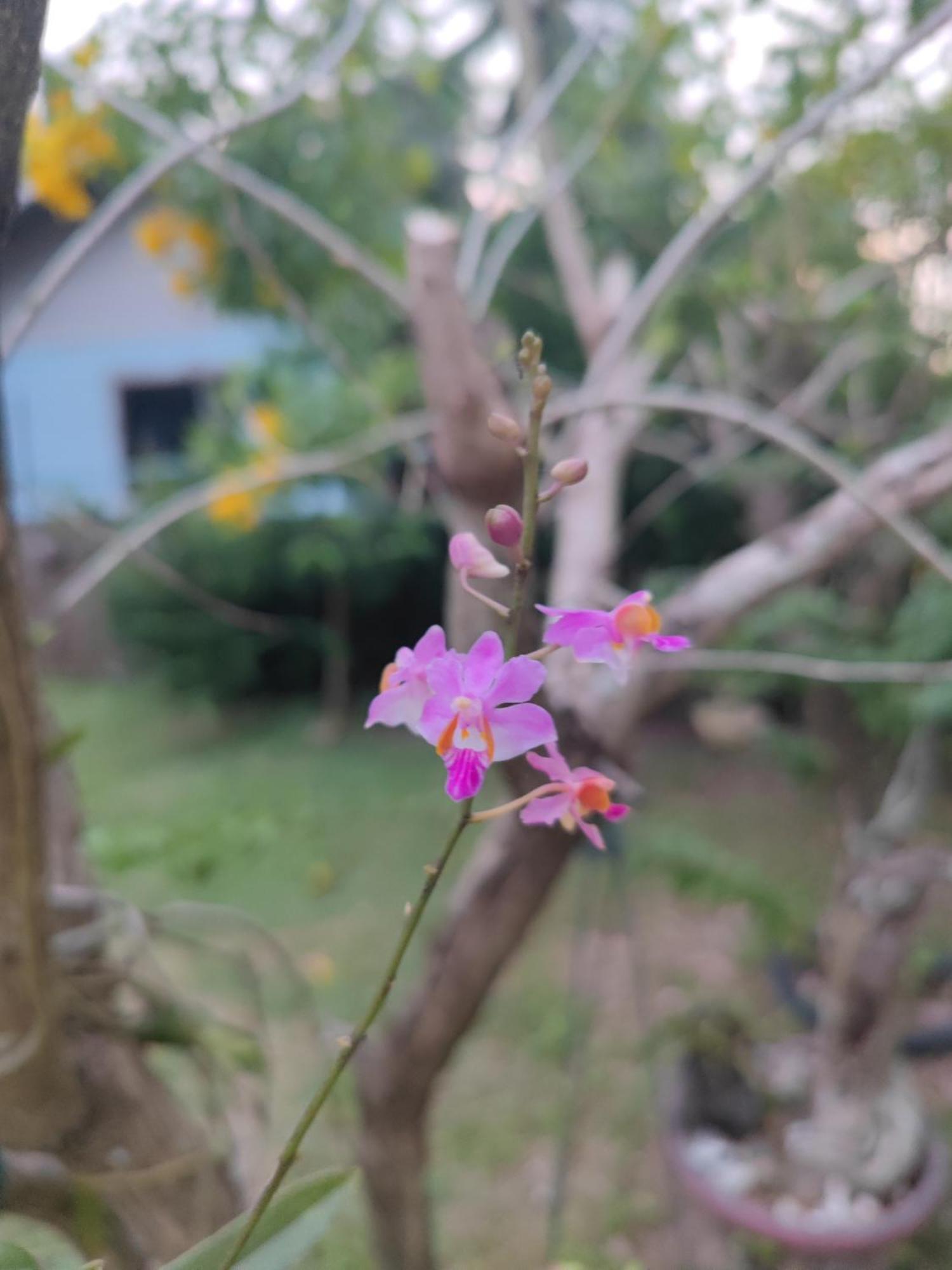 The Secret Garden Homestay Koh Yao Yai Ko Yao Esterno foto