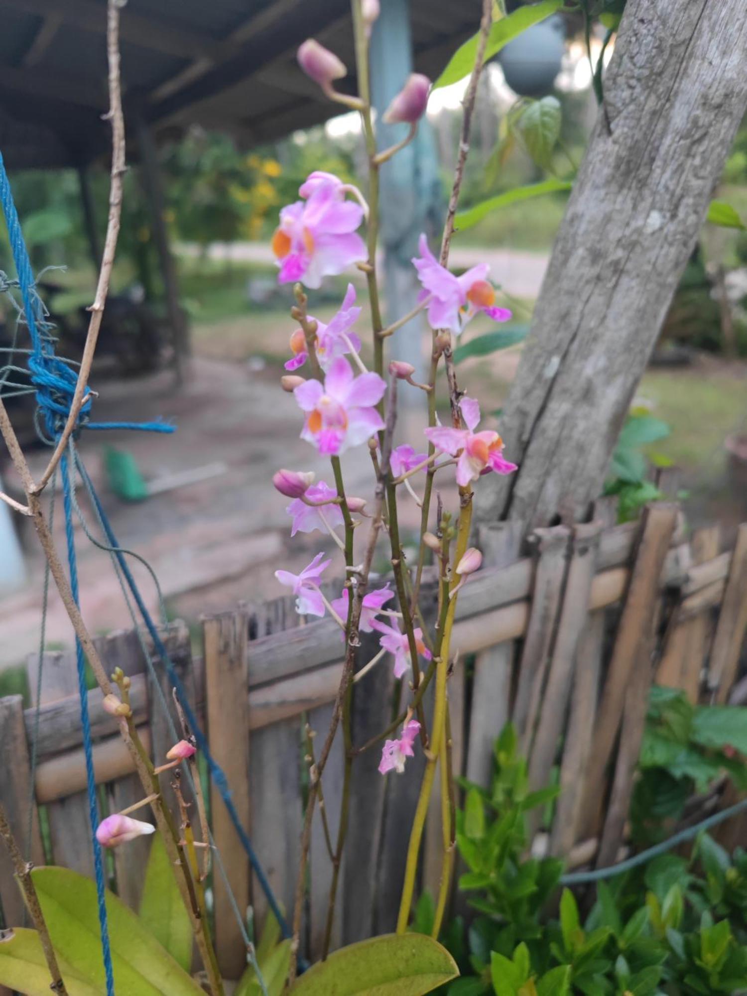 The Secret Garden Homestay Koh Yao Yai Ko Yao Esterno foto